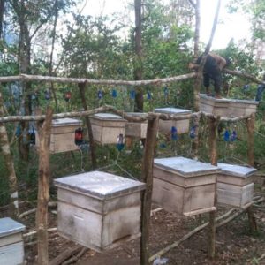 Beekeeping training-Saadani National Park