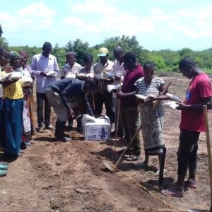 Communities Adjacent Mikumi National Park Enhanced to Farm Sesame crop to adapt elephant crop raiding