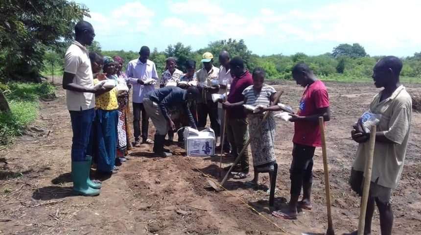 Communities Adjacent Mikumi National Park Enhanced to Farm Sesame crop to adapt elephant crop raiding