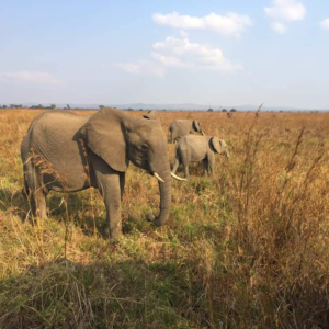 African savannah elephants are  now endangered