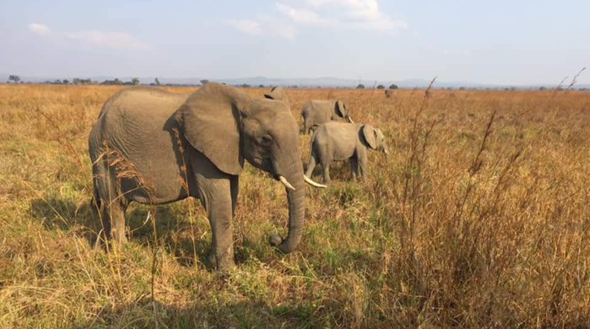 African savannah elephants are  now endangered