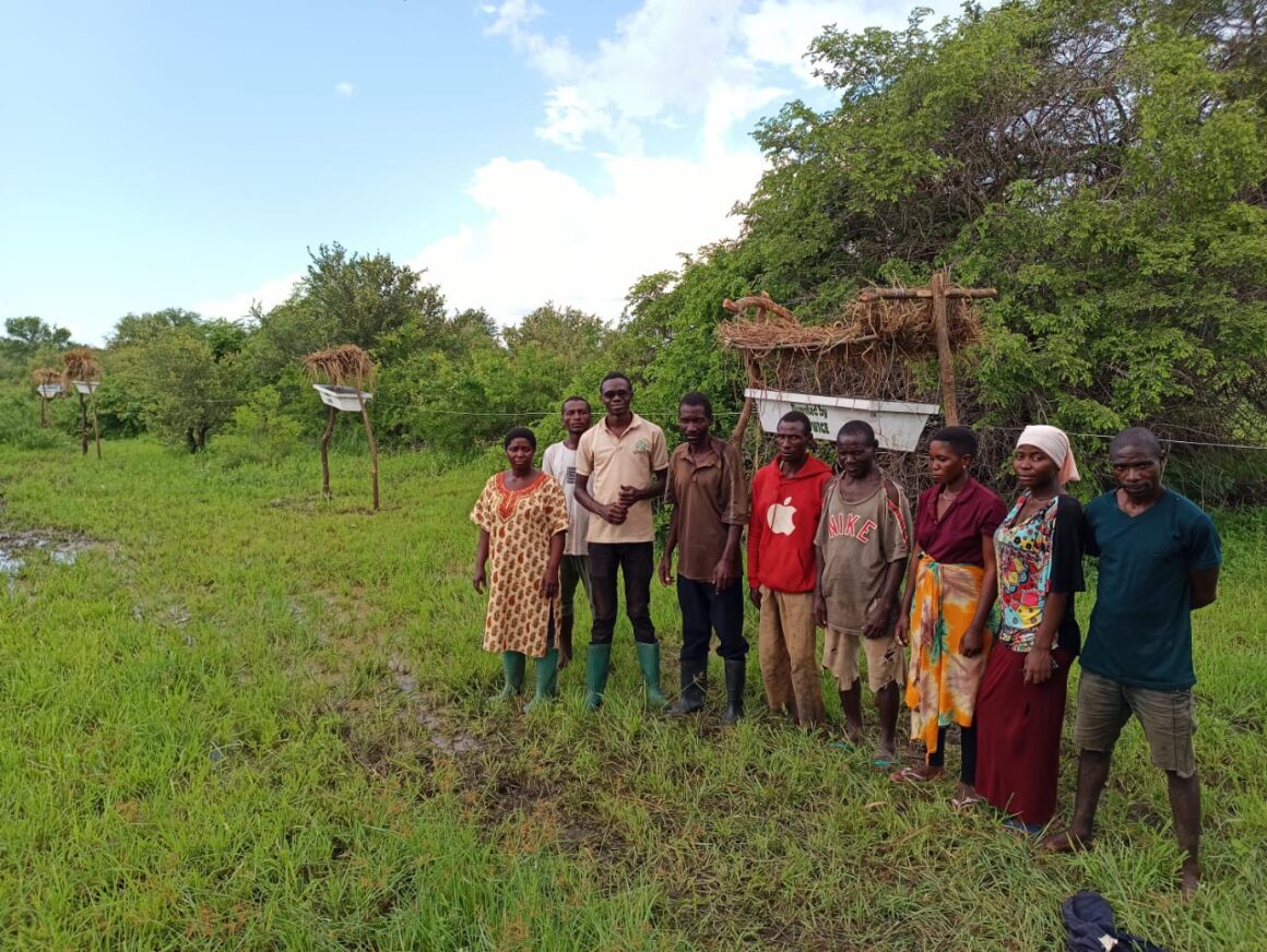 Establishment of beehive fence for crop protection