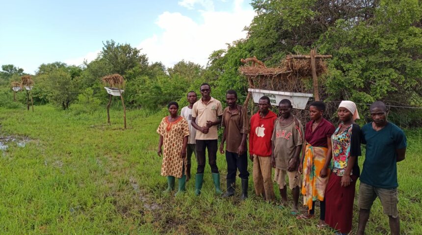 Establishment of beehive fence for crop protection